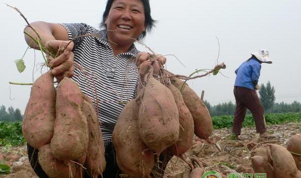 红薯栽培施肥技术要点