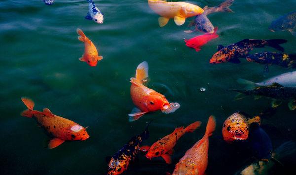 鱼儿养殖技巧：中草药在水产养殖中的应用