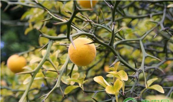 柑橘秋梢老熟期如何管理？柑橘秋梢老熟期的管理技术要点