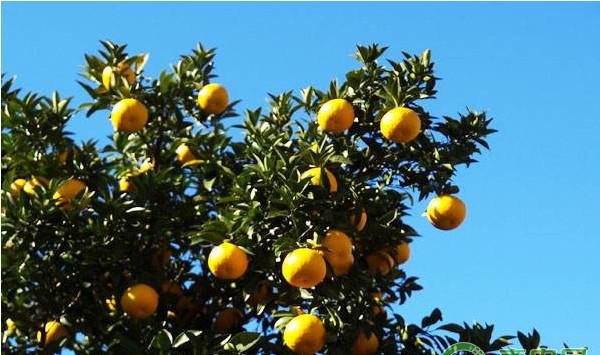 柑橘秋梢老熟期如何管理？柑橘秋梢老熟期的管理技术要点