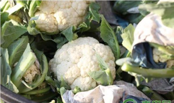 花椰菜优质高产种植技术及综合病虫害防治