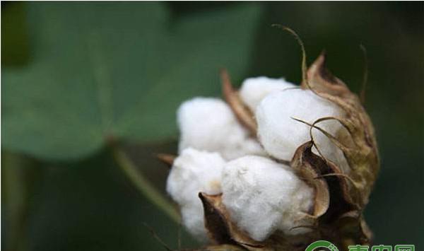 浅谈棉花抗逆高效栽培技术的研究与应用