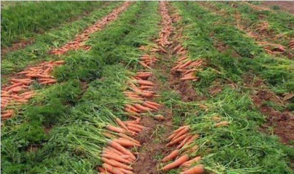 如何让胡萝卜高产？春季胡萝卜高产种植技术