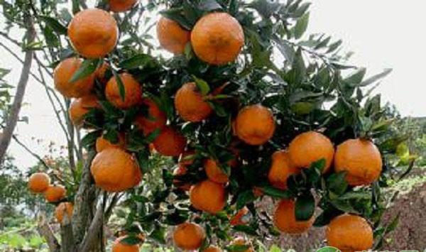 柑橘介壳虫的发生规律