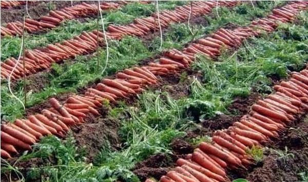 如何让胡萝卜高产？春季胡萝卜高产种植技术