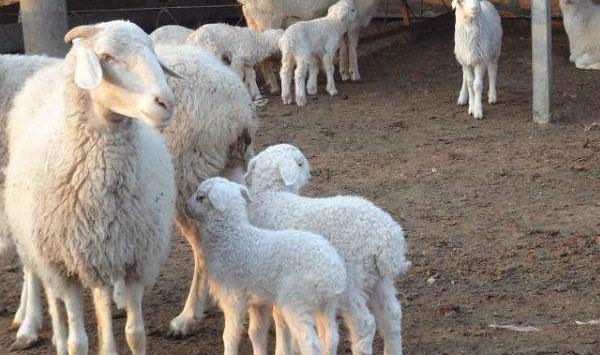 如何提高养羊经济效益？人工授精、饲料补喂、疾病防治