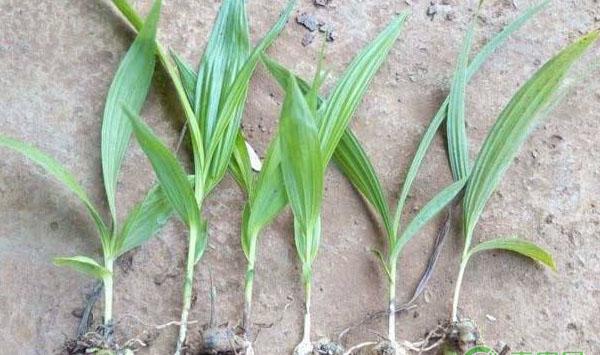 探讨普洱市宁洱县三种不同种植模式对白及产量的影响