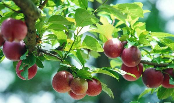 水果种植如何提高质量和产量？水果生产提质增效的要求及措施