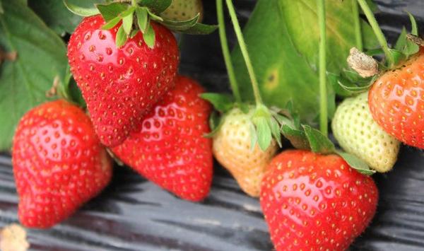草莓种植促进膨果秘诀