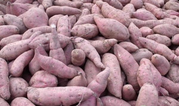 红薯栽培如何高产？红薯优质高产种植技术
