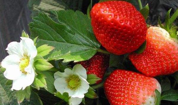 草莓高产种植促进花芽分化秘诀