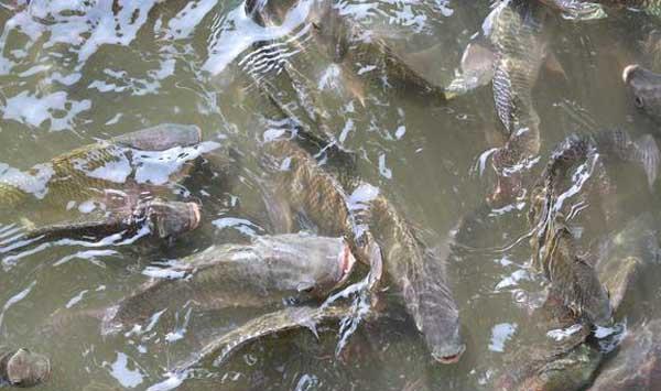 高温季节池塘养鱼发病原因及处理对策