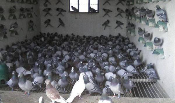 鸽子的养殖要点及注意事项