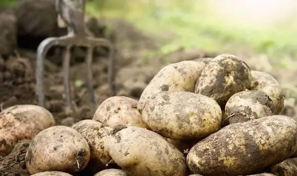 秋土豆适合什么时候种植？秋土豆种植需注意哪些问题？