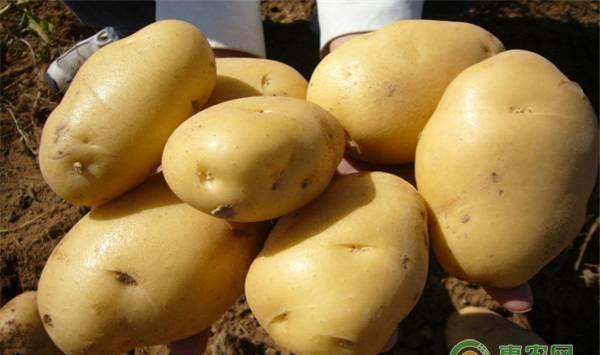 秋土豆适合什么时候种植？秋土豆种植需注意哪些问题？