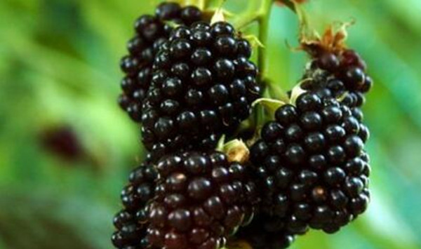 黑莓种植方法