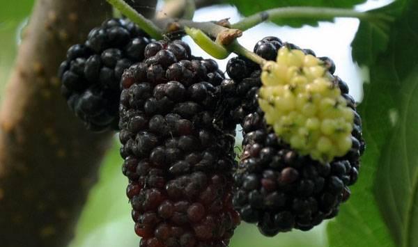 黑莓种植技术