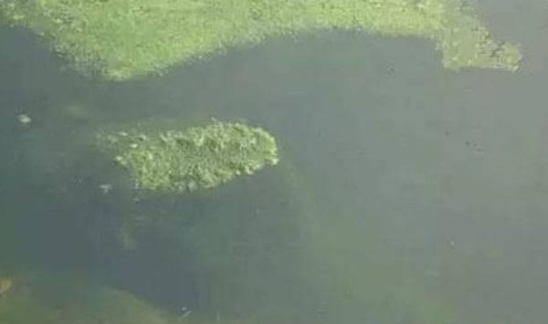 池塘倒藻现象的发生原因及解决方案