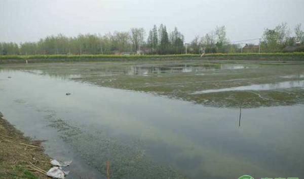 池塘倒藻现象的发生原因及解决方案