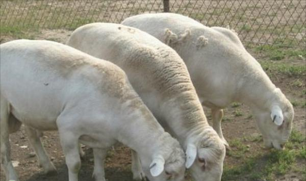 冬季养羊技巧