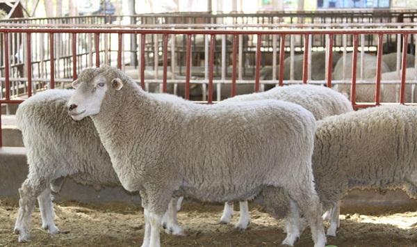 养殖课堂：肉羊秋季育肥的七大关键要点