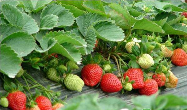 大棚草莓冬季管理技术要点