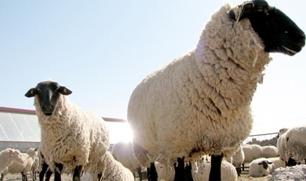 科学养羊注意事项