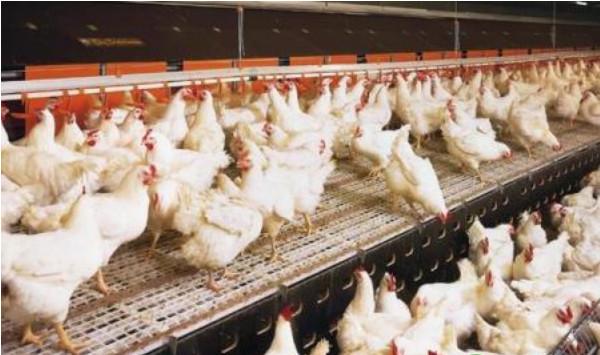 养殖课堂：肉鸡四个生长阶段的疫病防控重点