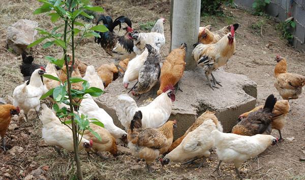 养殖课堂：肉鸡四个生长阶段的疫病防控重点