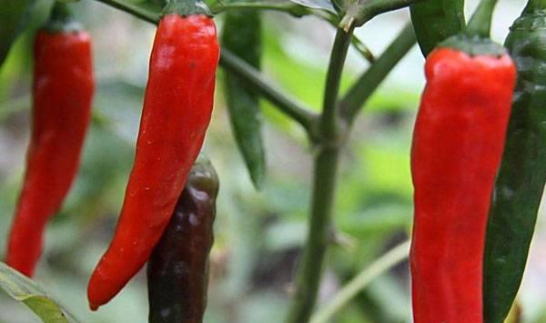 冬春茬栽培辣椒做好这九大要点，产量与效益不会低！