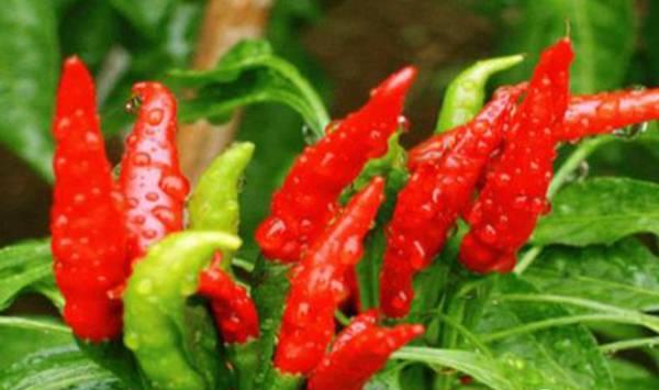 冬春茬栽培辣椒做好这九大要点，产量与效益不会低！