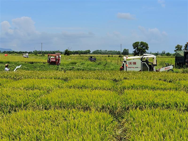 荒地变良田 良种助丰收——一个杂交水稻南繁制种企业的十年垦荒造田路