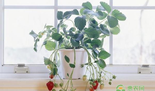 草莓的种植方法和注意事项(草莓的种植方法和注意事项图片)